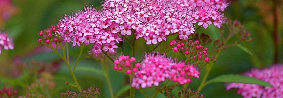 Certified Garden Center and Landscaping Professionals